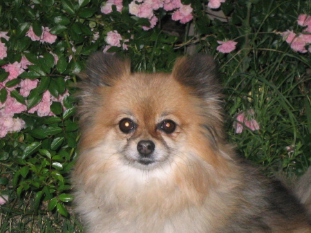 My dog coco in front of my antique rose bushes