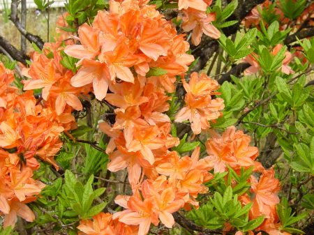 Azaleas