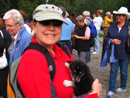 Sled Dog Puppy - Alaska