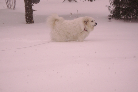 Sid in the big snowstorm of 2008