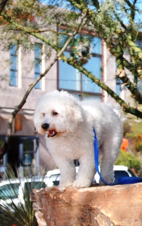 Rocky, my Bichon Rockstar!