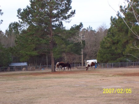 Our back field