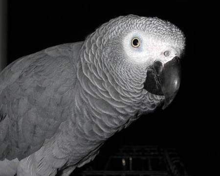 African Grey