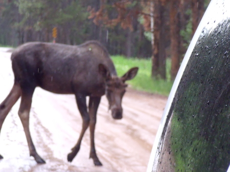 My moose friend