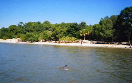 Jekyll Island dolphin