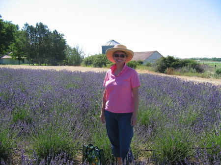 Lavender Fields Forever!