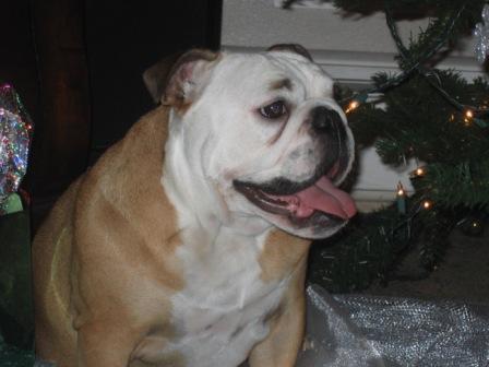 Annie our English Bulldog