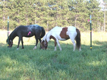 Willow and Minnie,