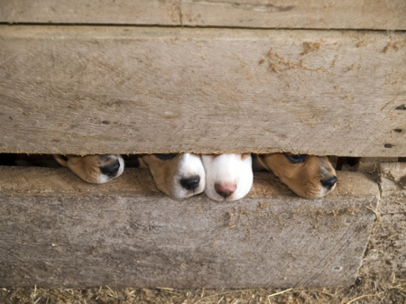 Beagle Noses