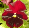 Pansy