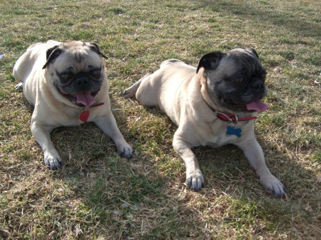 My Pugs, Pebbles and Bam Bam at doggie park.