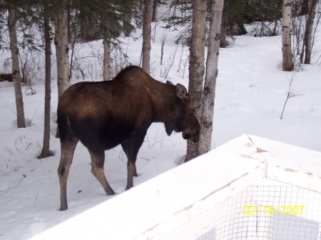 march 2007 moose in back yard