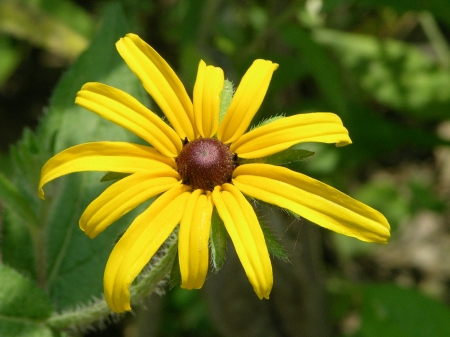 "Black eyed Susan"