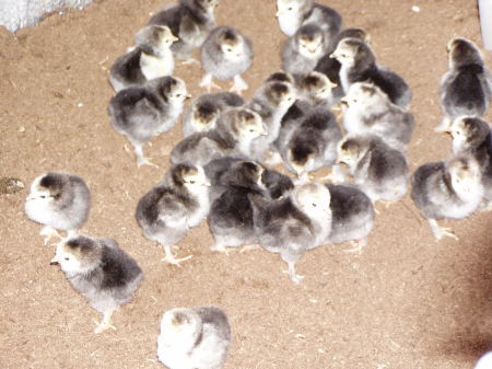 New flock of Chicks