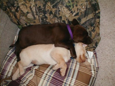 Tank and Rummie as Puppies