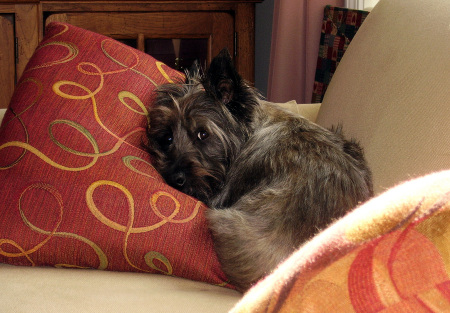 Frankie - Our Cairn Terrier