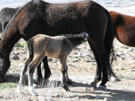 Help save our wild mustangs