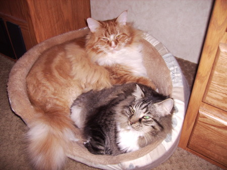 Maine Coon cats Caicos and Tazz