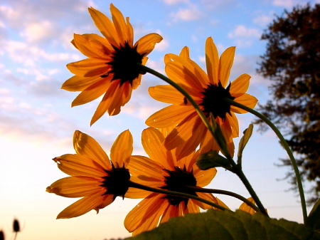 flowers in the creek bed