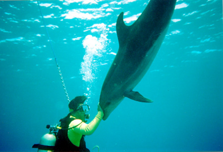 Wild Baby Dophin