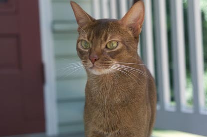 My cat Woody - an abyssinian
