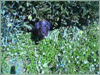 Chuck peeking out from a bush