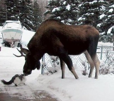Moose and cat kissing