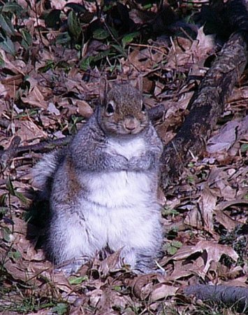 The Backyard Bandit