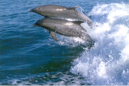 double dolphin jumping