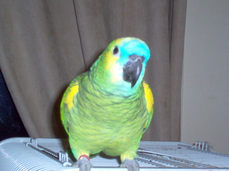 Sam, my blue front amazon parrot