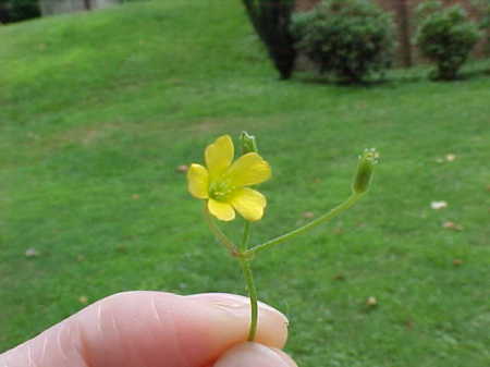 Tiny Flower