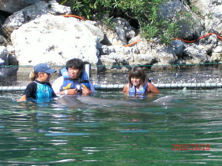 Meeting dolphins