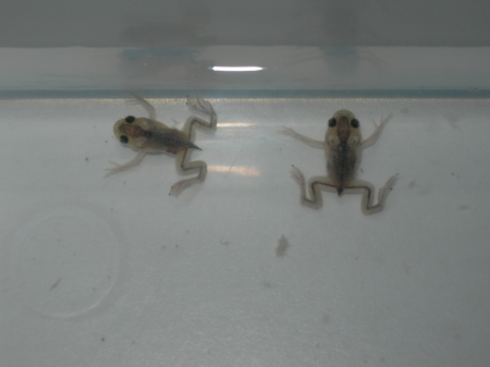 New Baby Frogs