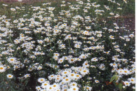 Crazy for Daisies