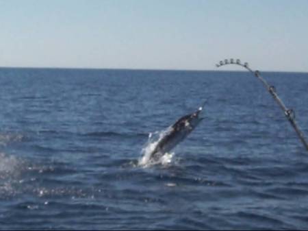 Striped Marlin on the Hook