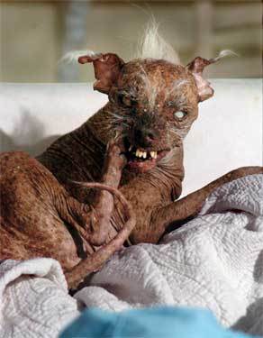 ugliest_dog_sam