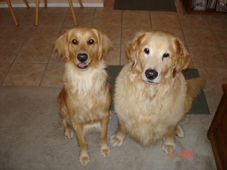 My Kids...Goldens