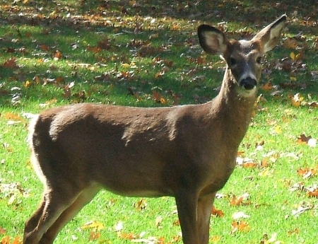 deer 5