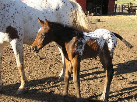 My first Appaloosa filly.....Ms Bunny