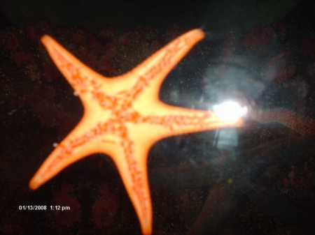 star fish in a tank