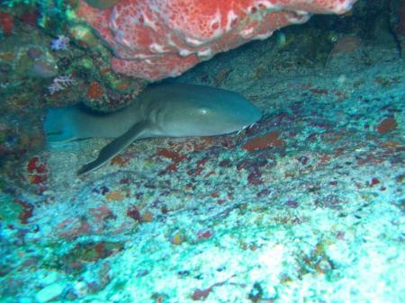 Nurse shark spotted!