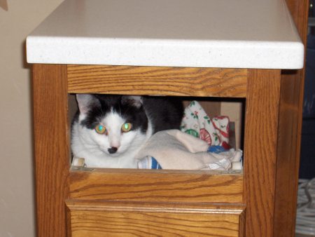 Jelly Bean in the Kitchen Cabinet