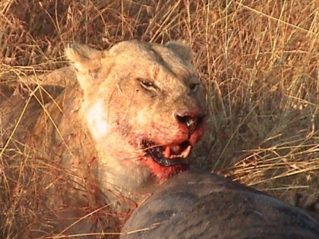 Lioness enjoying its dinner after her kill