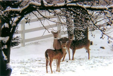 Deer in side yard