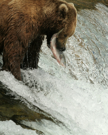 Mr. Bear Fishing At Upper Falls