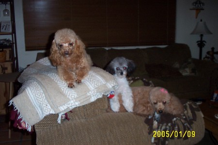 my three little pooches
