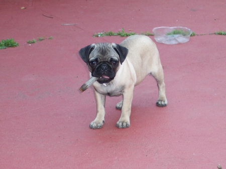 Curlee with a stick