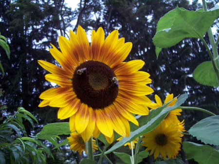 Sunflower