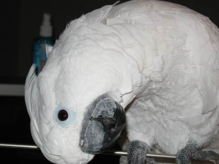 Our cockatoo Bella