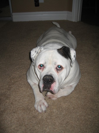 Dozer - my loveable American Bulldog!